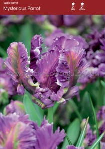 Tulipa Parrot ‘Mysterious Parrot‘ 12/+ cm. (15 Quality Pkgs.x 6)