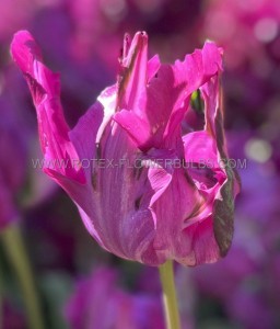 Tulipa Parrot ‘Negrita Parrot‘ 12/+ cm. (100 Loose p.Binbox)