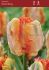 Tulipa Parrot Parrot King 12 cm. 100 Loose p.Binbox