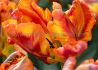 Tulipa Parrot Rasta Parrot 12 cm. 100 Loose p.Binbox