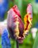 Tulipa Parrot Rasta Parrot 12 cm. 100 Loose p.Binbox