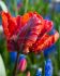 Tulipa Parrot Rasta Parrot 12 cm. 100 Loose p.Binbox