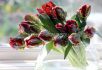 Tulipa Parrot Rasta Parrot 12 cm. 100 Loose p.Binbox