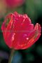 TULIPA PARROT ‘RED MADONNA‘ 12/+ CM. (15 PKGS.X 6)