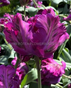 Tulipa Parrot ‘Secret Parrot‘ 12/+ cm. (100 Loose p.Binbox)