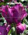 Tulipa Parrot Secret Parrot 12 cm. 100 Loose p.Binbox