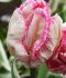 Tulipa Parrot Silver Parrot 12 cm. 100 Loose p.Binbox