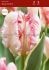 Tulipa Parrot Silver Parrot 12 cm. 100 Loose p.Binbox