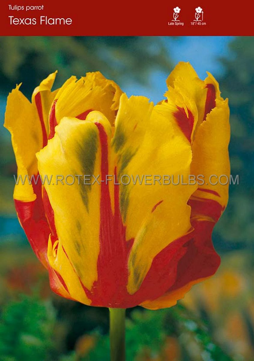 tulipa parrot texas flame 12 cm 100 pbinbox