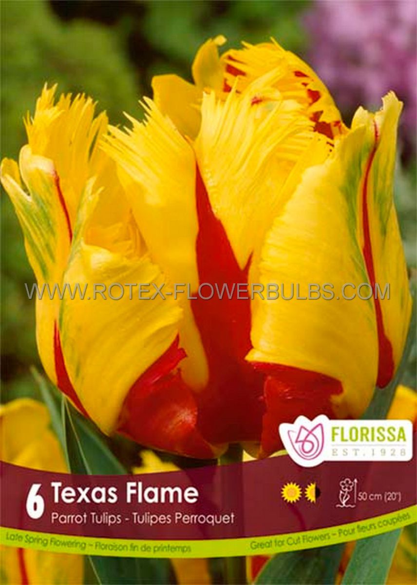 tulipa parrot texas flame 12 cm 15 pkgsx 6
