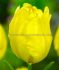 tulipa parrot yellow madonna 12 cm 15 pkgsx 6