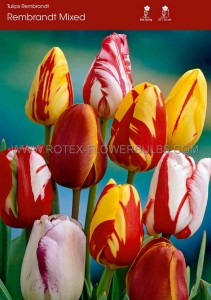 Tulipa Rembrandt ‘Mix‘ 12/+ cm. (100 Loose p.Binbox)
