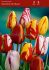 tulipa rembrandt mix 12 cm 100 loose pbinbox