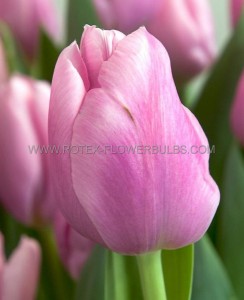 Tulipa Single Early ‘Christmas Dream‘ 12/+ cm. (15 Quality Pkgs.x 6)