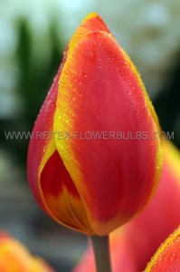 Tulipa Single Early ‘Flair‘ 12/+ cm. (15 Quality Pkgs.x 6)