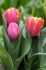 tulipa single early flair 12 cm 15 quality pkgsx 6