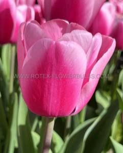 Tulipa Single Early ‘Mandys Choice‘ 12/+ cm. (100 Loose p.Binbox)