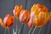 tulipa single early prinses irene 12 cm 100 loose pbinbox