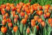 tulipa single early prinses irene 12 cm 100 loose pbinbox