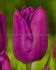 tulipa single early purple prince 12 cm 100 pbinbox