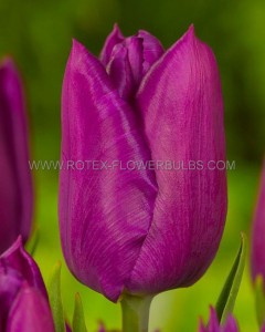 Tulipa Single Early ‘Purple Prince‘ 12/+ cm. (100 Loose p.Binbox)