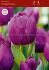 tulipa single early purple prince 12 cm 500 loose pplastic crate