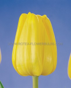 Tulipa Single Early ‘Sunny Prince‘ 12/+ cm. (100 Loose p.Binbox)