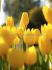 tulipa single early sunny prince 12 cm 15 quality pkgsx 6