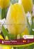 tulipa single early sunny prince 12 cm 15 quality pkgsx 6