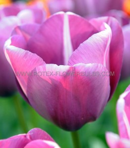 Tulipa Single Late ‘Andre Rieu‘ 12/+ cm. (100 Loose p.Binbox)