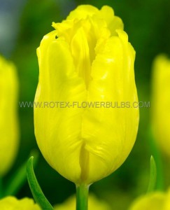 Tulipa Single Late ‘Big Smile‘ 12/+ cm. (100 Loose p.Binbox)