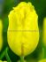 tulipa single late big smile jumbo size 14 cm 300 loose pplastic crate