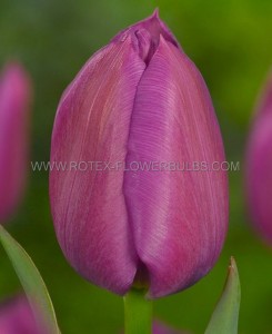 Tulipa Single Late ‘Bleu Aimable‘ 12/+ cm. (100 Loose p.Binbox)