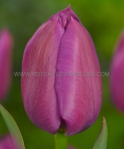 Tulipa Single Late ‘Bleu Aimable‘ 12/+ cm. (15 Quality Pkgs.x 6)