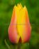 tulipa single late blushing beauty 12 cm 100 loose pbinbox