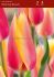 tulipa single late blushing beauty 12 cm 100 loose pbinbox