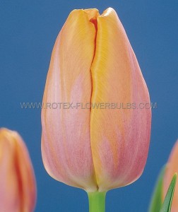Tulipa Single Late ‘Blushing Lady‘ 12/+ cm. (15 Quality Pkgs.x 6)