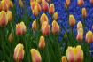 tulipa single late blushing lady jumbo size 14 cm 300 pplastic crate