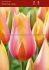 tulipa single late blushing lady jumbo size 14 cm 300 loose pplastic crate