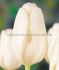 tulipa single late clearwater 12 cm 15 quality pkgsx 6