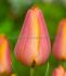 Tulipa Single Late Dordogne 12 cm. 100 Loose p.Binbox
