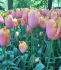 Tulipa Single Late Dordogne 12 cm. 100 Loose p.Binbox