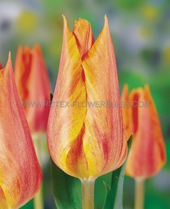 Tulipa Single Late ‘El Nino‘ 12/+ cm. (100 Loose p.Binbox)