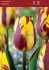 tulipa single late helmar 12 cm 100 pbinbox