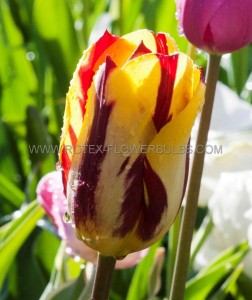 Tulipa Single Late ‘Helmar‘ 12/+ cm. (15 Quality Pkgs.x 6)