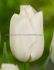 tulipa single late ivory proud 12 cm 15 pkgsx 6