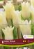 tulipa single late ivory proud 12 cm 15 quality pkgsx 6