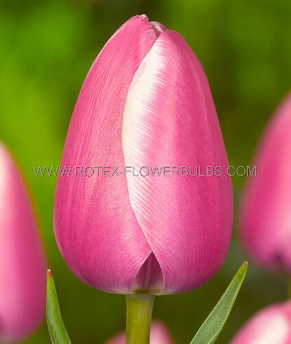 tulipa single late jumbo beauty 12 cm 100 pbinbox