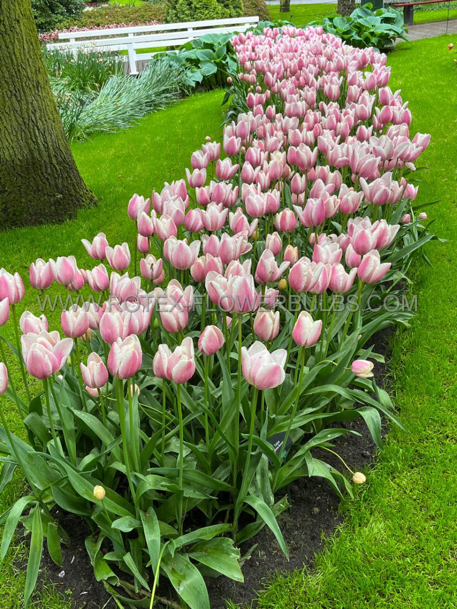 tulipa single late jumbo beauty 12 cm 15 pkgsx 6