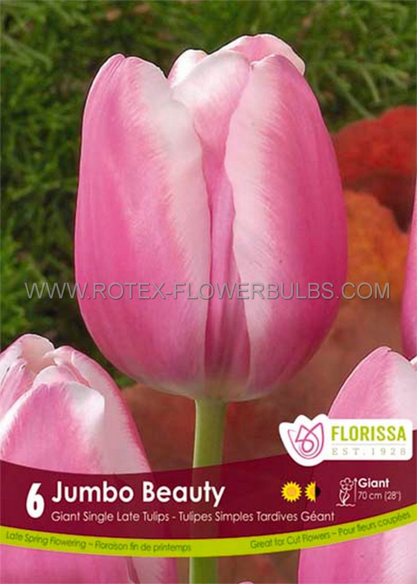 tulipa single late jumbo beauty 12 cm 15 pkgsx 6